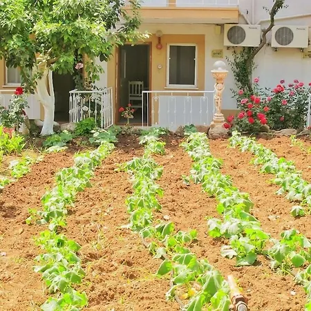 Manzara オルデニズ