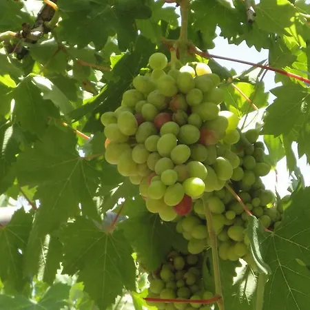 Hotel Manzara Oludeniz