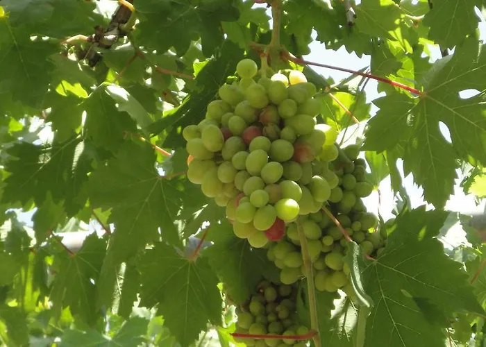 Hotel Manzara Ölüdeniz